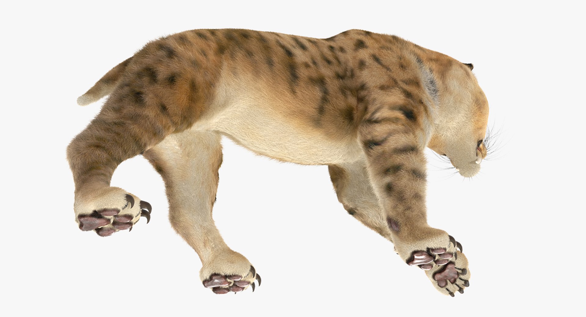 saber tooth tiger rigged 3D model https://p.turbosquid.com/ts-thumb/W4/B97Z4l/KZOAZHip/sabertoothtigerriggedwithfurmb3dmodel015/jpg/1537465146/1920x1080/fit_q87/45fefdc468b248c9910559ba2678e12d239de755/sabertoothtigerriggedwithfurmb3dmodel015.jpg
