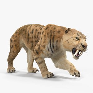 saber tooth tiger rigged 3D model