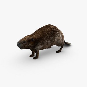 Beaver