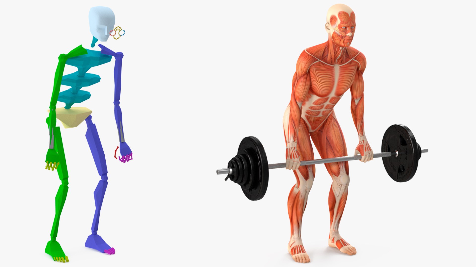 Anatomy Male Muscular System Deadlift Animated Rigged 3D - TurboSquid ...