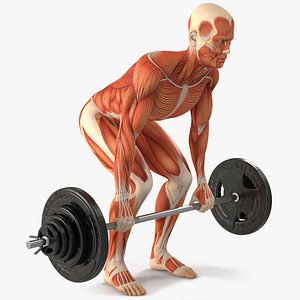 Anatomy Male Muscular System Deadlift Animated Rigged 3D