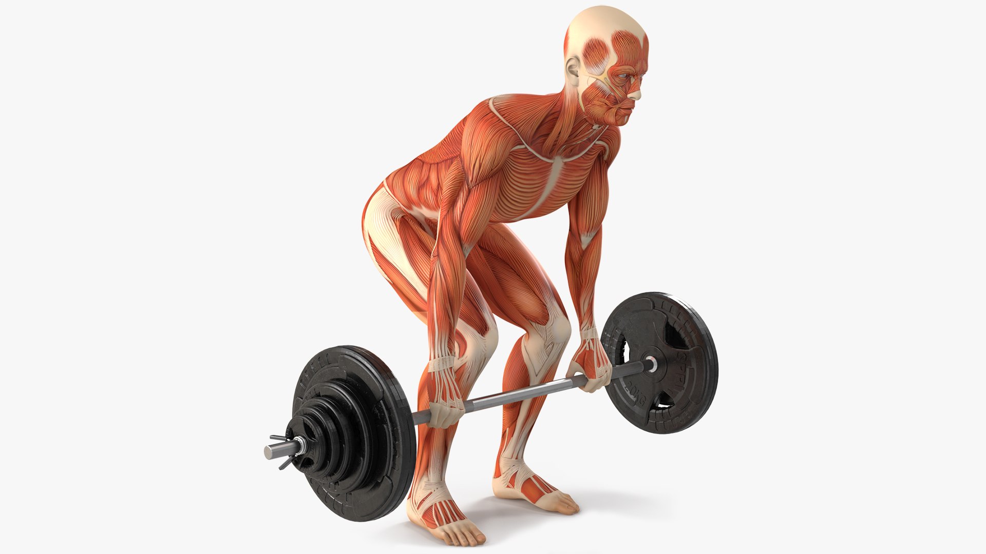 Anatomy Male Muscular System Deadlift Animated Rigged