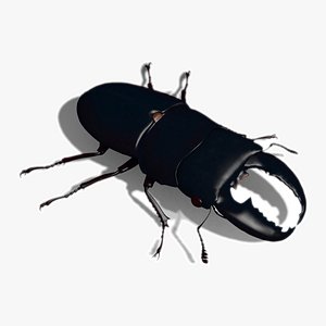 Giant Stag Beetle