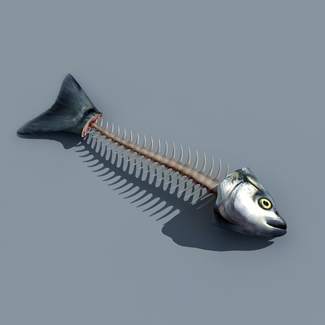 3d cutted fish model