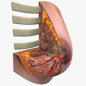 3D female breast model