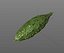 Bitter Gourd