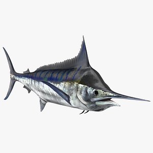 Black Marlin Fish