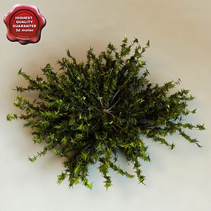 3d juniperus virginiana 'silver spreader'