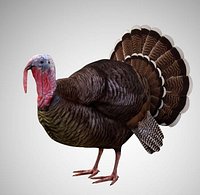 Turkey Rigged Low Poly