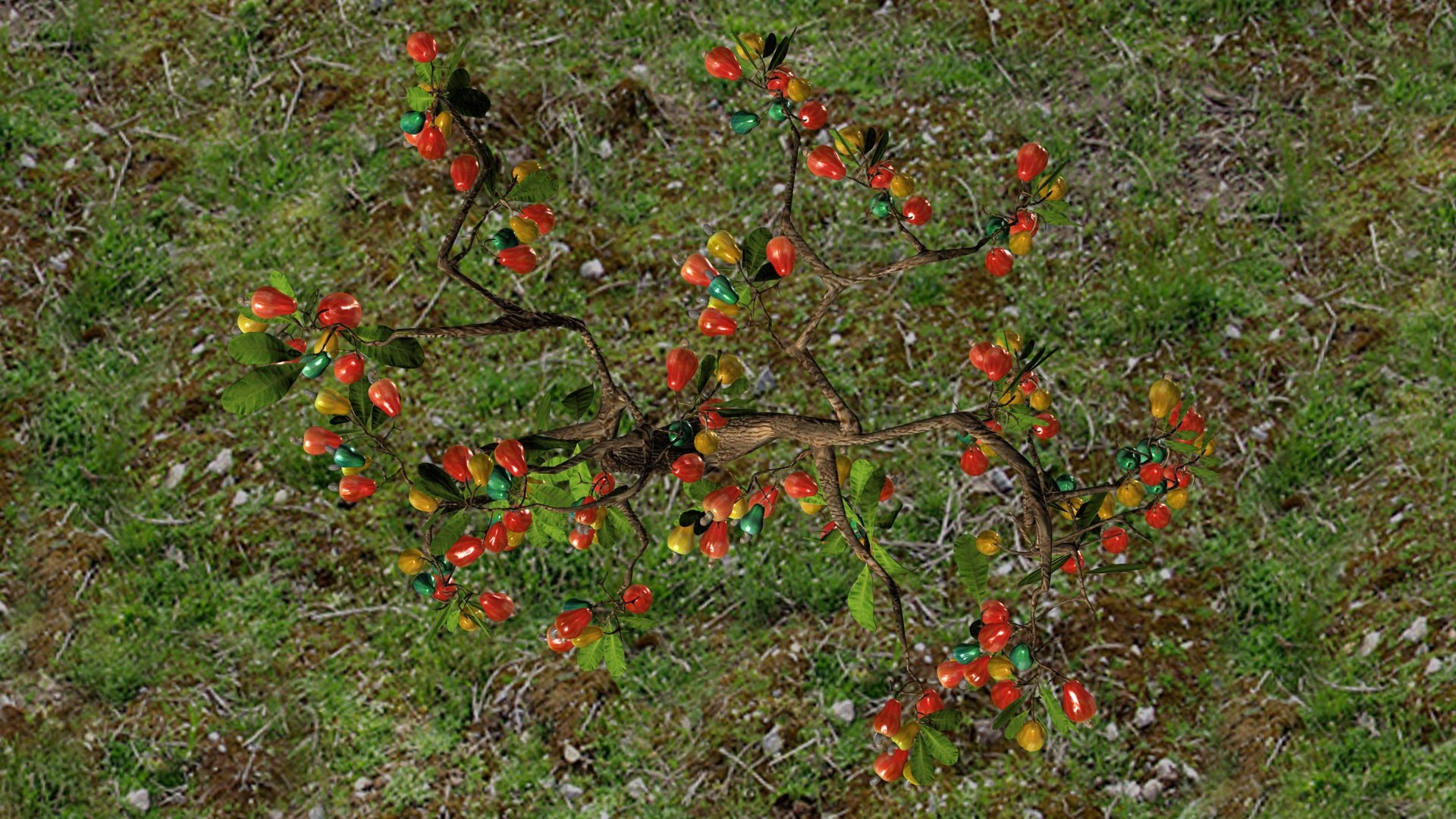 3D Cashewnut tree https://p.turbosquid.com/ts-thumb/W4/mCRQ95/07/ps6/jpg/1782568494/1920x1080/fit_q87/daca2f050d379907e80ff2abc112db8893d4e1d3/ps6.jpg