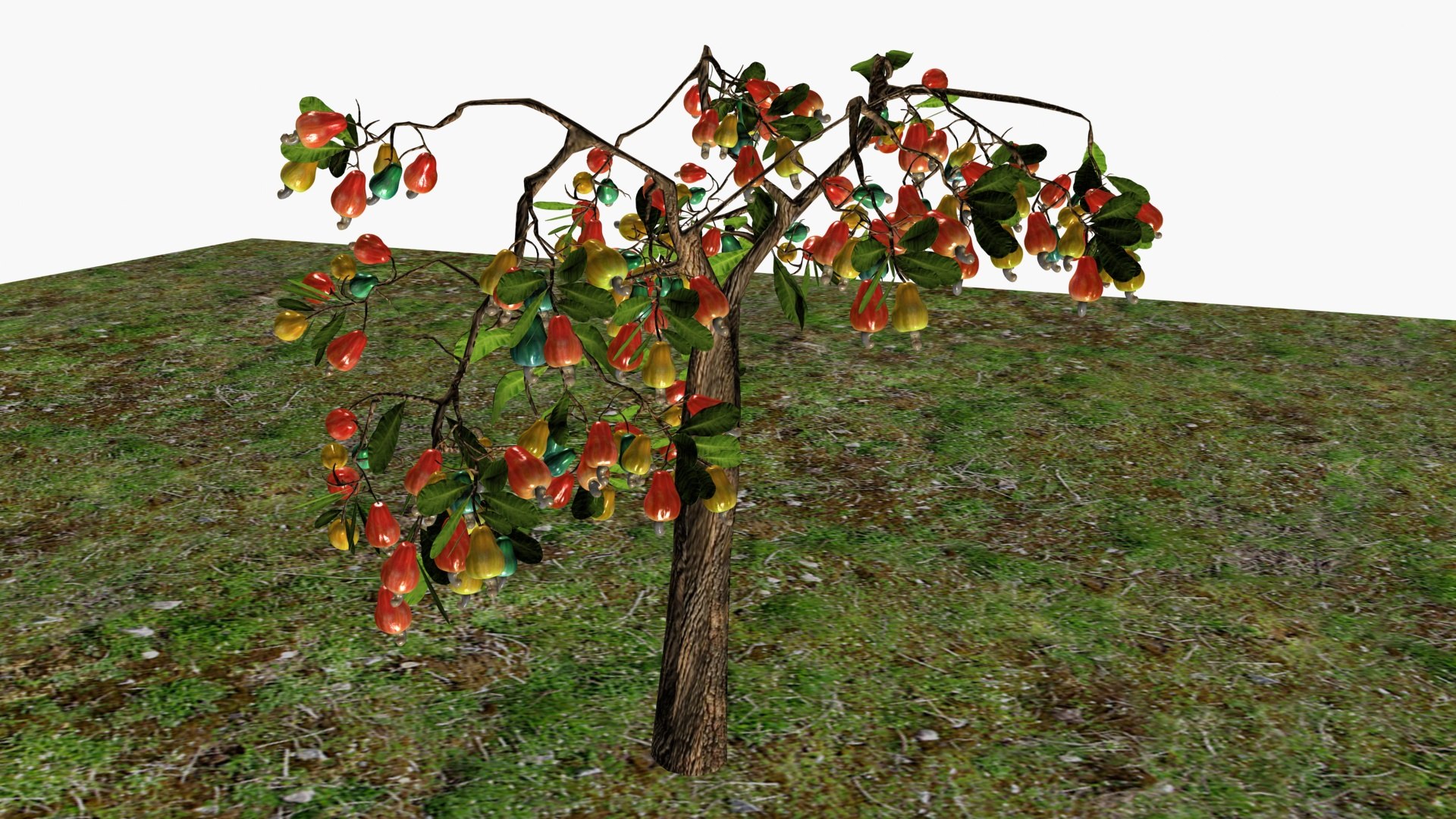 3D Cashewnut tree https://p.turbosquid.com/ts-thumb/W4/mCRQ95/4S/ps3/jpg/1782568473/1920x1080/fit_q87/92d17ee2db8e6c08f55297fcc67f23d88c6f32ac/ps3.jpg