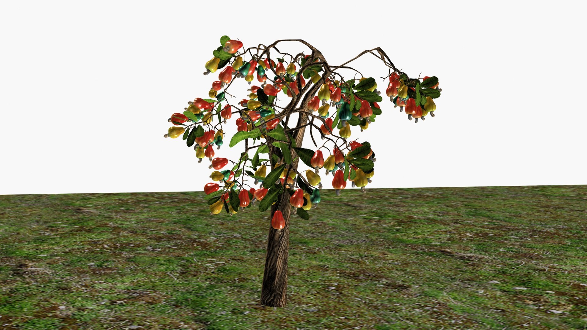 3D Cashewnut tree https://p.turbosquid.com/ts-thumb/W4/mCRQ95/64/ps2/jpg/1782568468/1920x1080/fit_q87/d4c583a93e660f1a01da8d6f70165099447e052d/ps2.jpg
