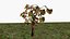 Albero di anacardi