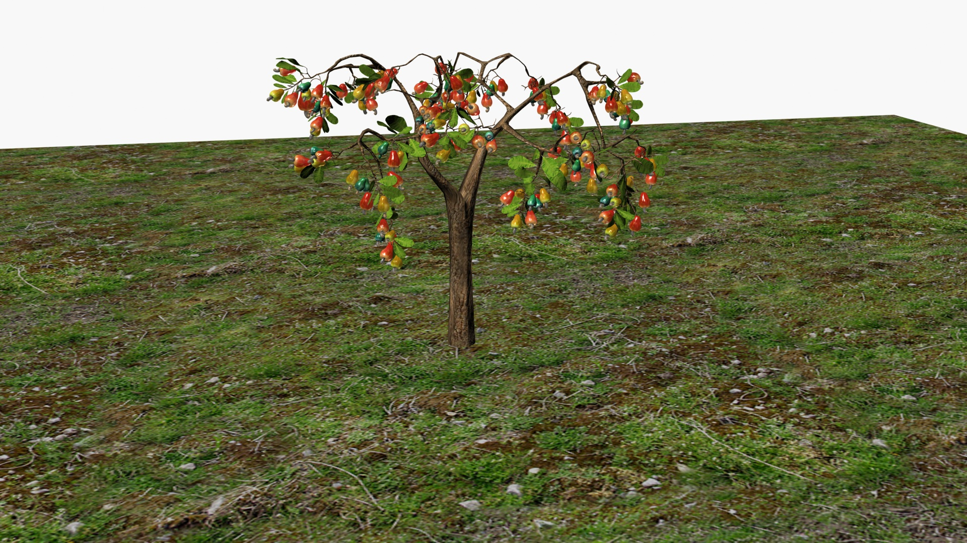 3D Cashewnut tree https://p.turbosquid.com/ts-thumb/W4/mCRQ95/Pm/cash/jpg/1782568537/1920x1080/turn_fit_q99/70799e90d0b6bedee8f3d394a590034a914cbe2a/cash-1.jpg