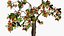 Albero di anacardi