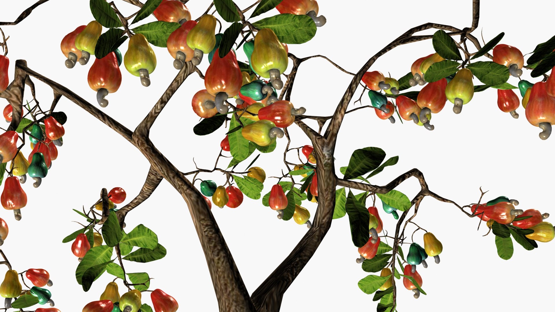 3D Cashewnut tree https://p.turbosquid.com/ts-thumb/W4/mCRQ95/qO/ps5/jpg/1782568487/1920x1080/fit_q87/668beed4b96c9a7f65cdfc5b05fe2cd0c9d85e26/ps5.jpg