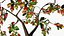 Albero di anacardi