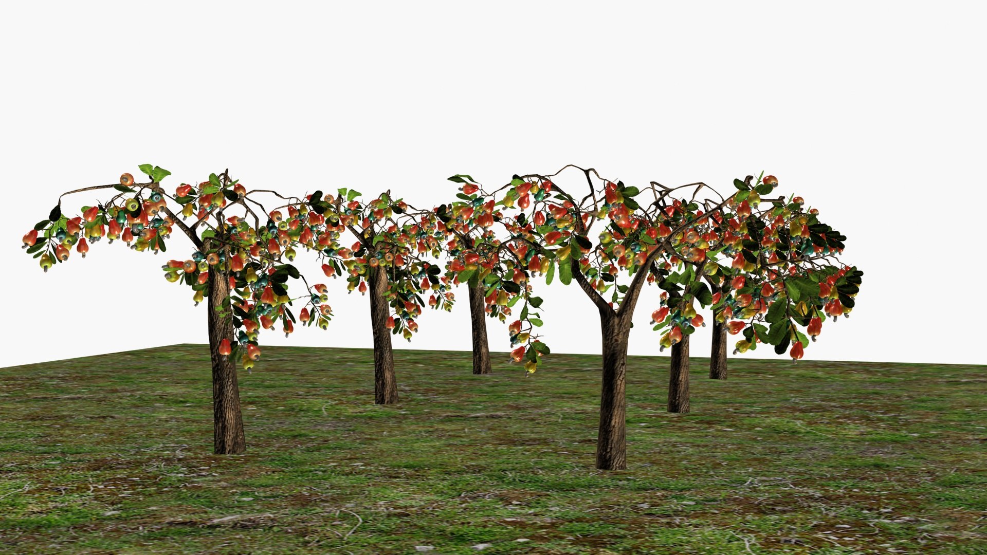 3D Cashewnut tree https://p.turbosquid.com/ts-thumb/W4/mCRQ95/sm/ps7/jpg/1782568504/1920x1080/fit_q87/704c58663ff31563d5e247c96c98d04719232dcf/ps7.jpg