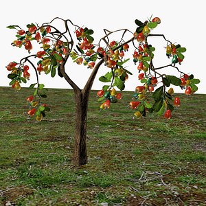 Cashewnut tree
