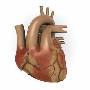 3ds human heart