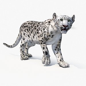 3D Snow Leopard Rigged for Cinema 4D model