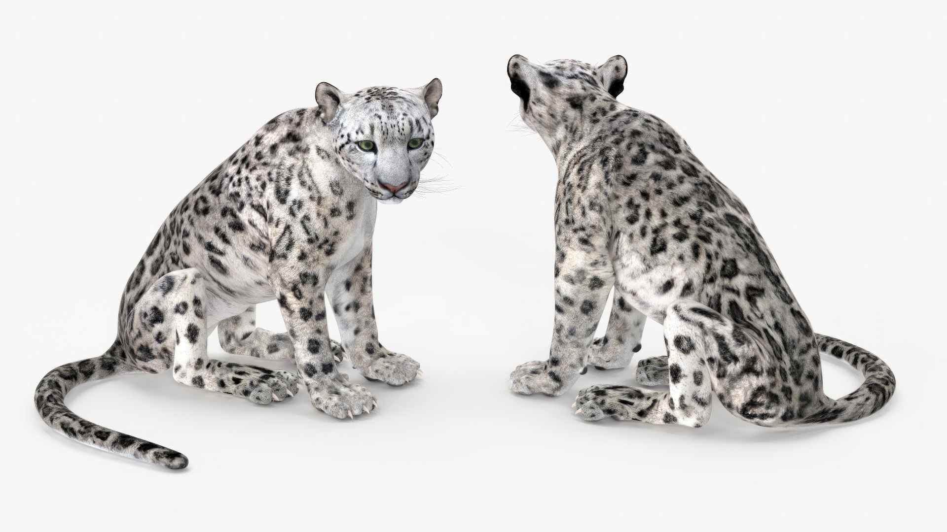 Snow Leopard Rigged for Cinema 4D 3D model preview