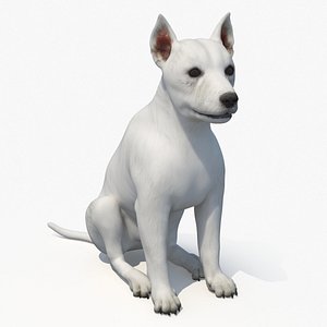 West Highland White Terrier Sitting Pose 3D