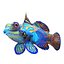 Mandarinfish