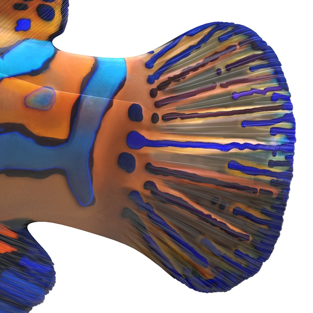 mandarinfish colors 3d max https://p.turbosquid.com/ts-thumb/W5/4IJOCF/5hsXA1yy/mandarinfish3dmodel36/jpg/1470055449/1920x1080/fit_q87/d2130ab73a495cae3426c0184d45c556fa25bbc1/mandarinfish3dmodel36.jpg