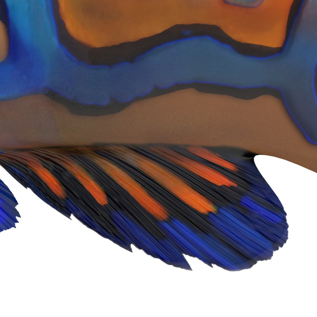 mandarinfish colors 3d max https://p.turbosquid.com/ts-thumb/W5/4IJOCF/6ntATRjc/mandarinfish3dmodel34/jpg/1470055449/1920x1080/fit_q87/9d7da58e942f5f7883eb1aace0f3b81313a10108/mandarinfish3dmodel34.jpg