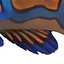 Mandarinfish