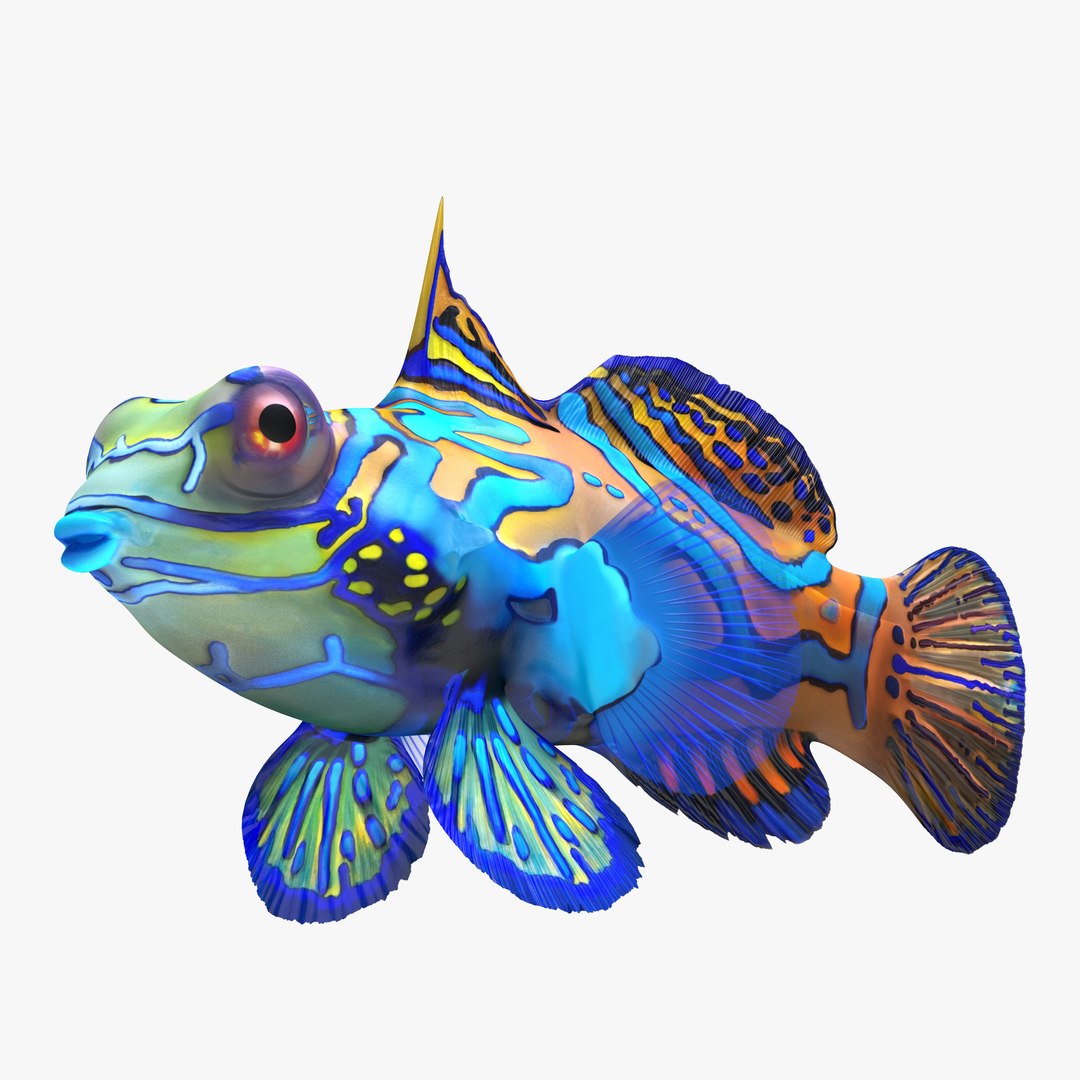 Mandarinfish 3D model preview