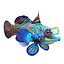 Mandarinfish
