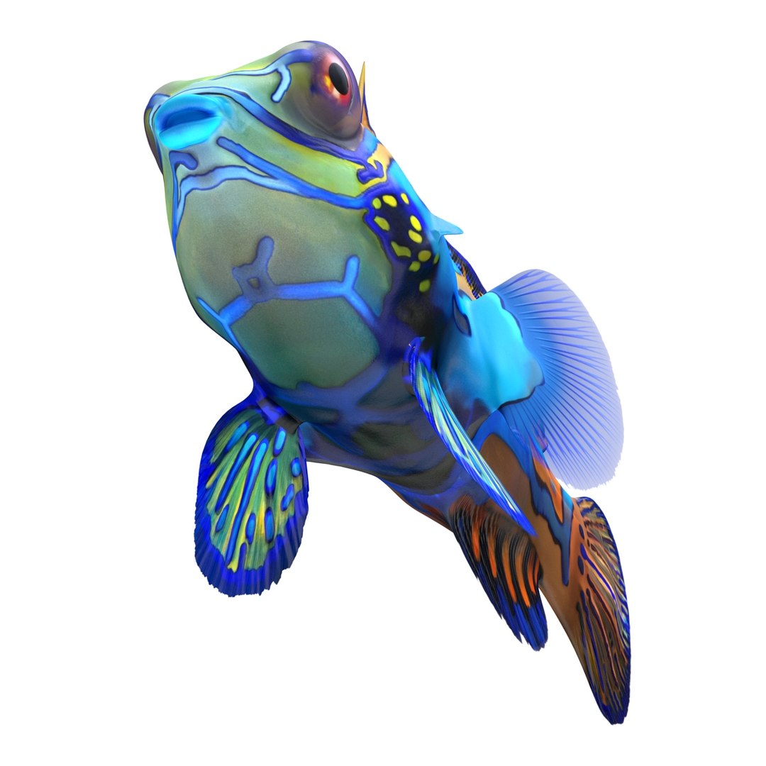 mandarinfish colors 3d max https://p.turbosquid.com/ts-thumb/W5/4IJOCF/KVMPoGy9/mandarinfish3dmodel08/jpg/1470055448/1920x1080/fit_q87/69923447c98fbe9aa99eb98ddec9758a6a27f1bc/mandarinfish3dmodel08.jpg