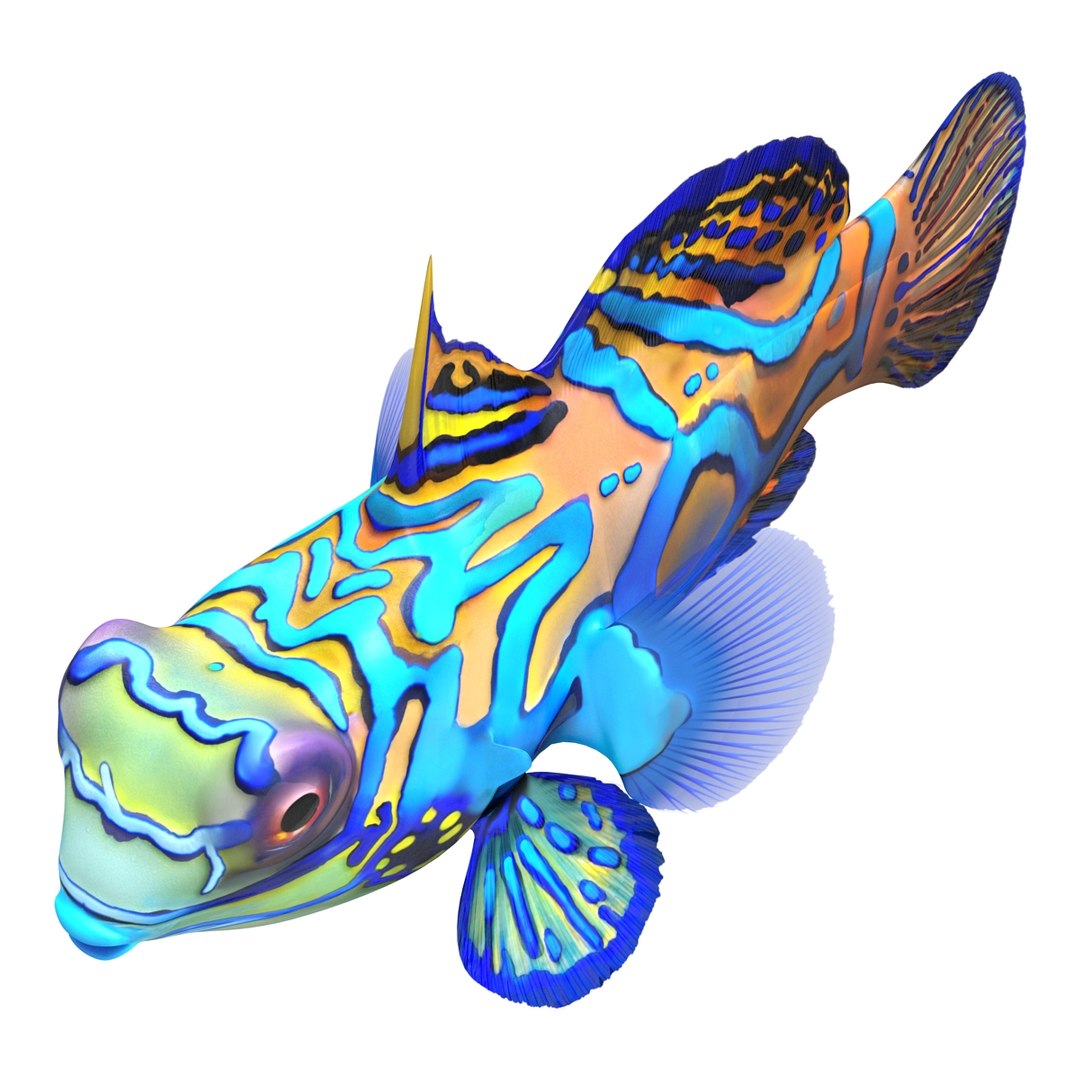 mandarinfish colors 3d max https://p.turbosquid.com/ts-thumb/W5/4IJOCF/LbXptSeR/mandarinfish3dmodel17/jpg/1470055448/1920x1080/fit_q87/75f307886fed28f1aa20441c2934702efe19ad79/mandarinfish3dmodel17.jpg