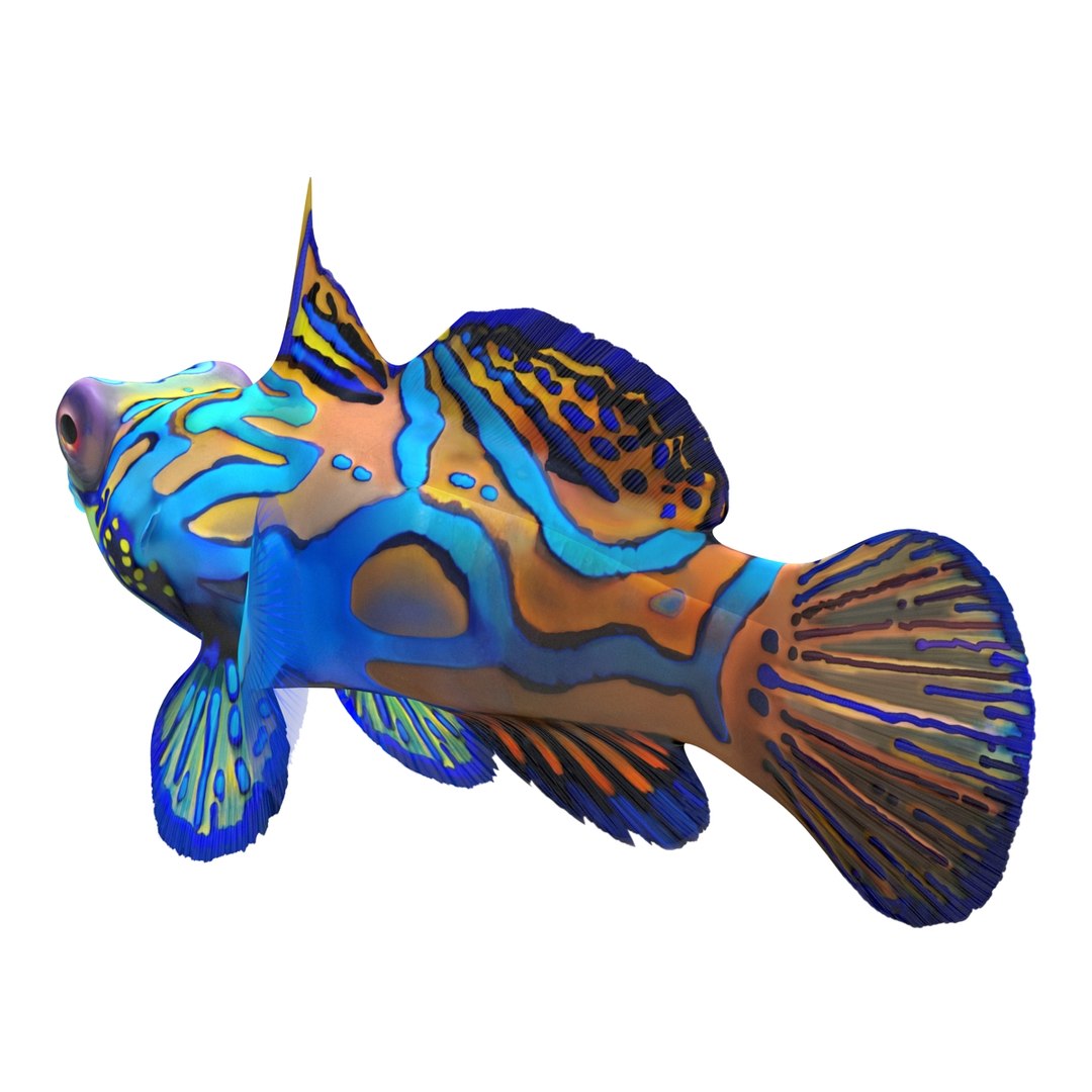 mandarinfish colors 3d max https://p.turbosquid.com/ts-thumb/W5/4IJOCF/M369PRGG/mandarinfish3dmodel05/jpg/1470055447/1920x1080/fit_q87/d42e3c27acd4842aa1df9ef4e6e3b443892ff900/mandarinfish3dmodel05.jpg