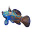 Mandarinfish