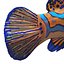 Mandarinfish