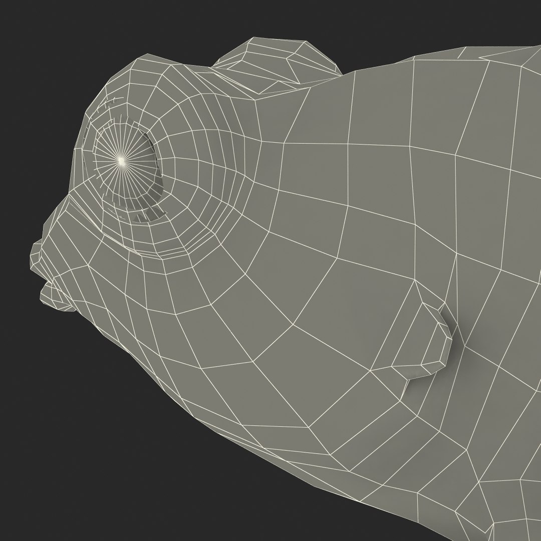 mandarinfish colors 3d max https://p.turbosquid.com/ts-thumb/W5/4IJOCF/PFComSwP/mandarinfish3dmodel57/jpg/1470055450/1920x1080/fit_q87/52ab687b2db7a8dc552a3187aba03fdc726ac1a4/mandarinfish3dmodel57.jpg