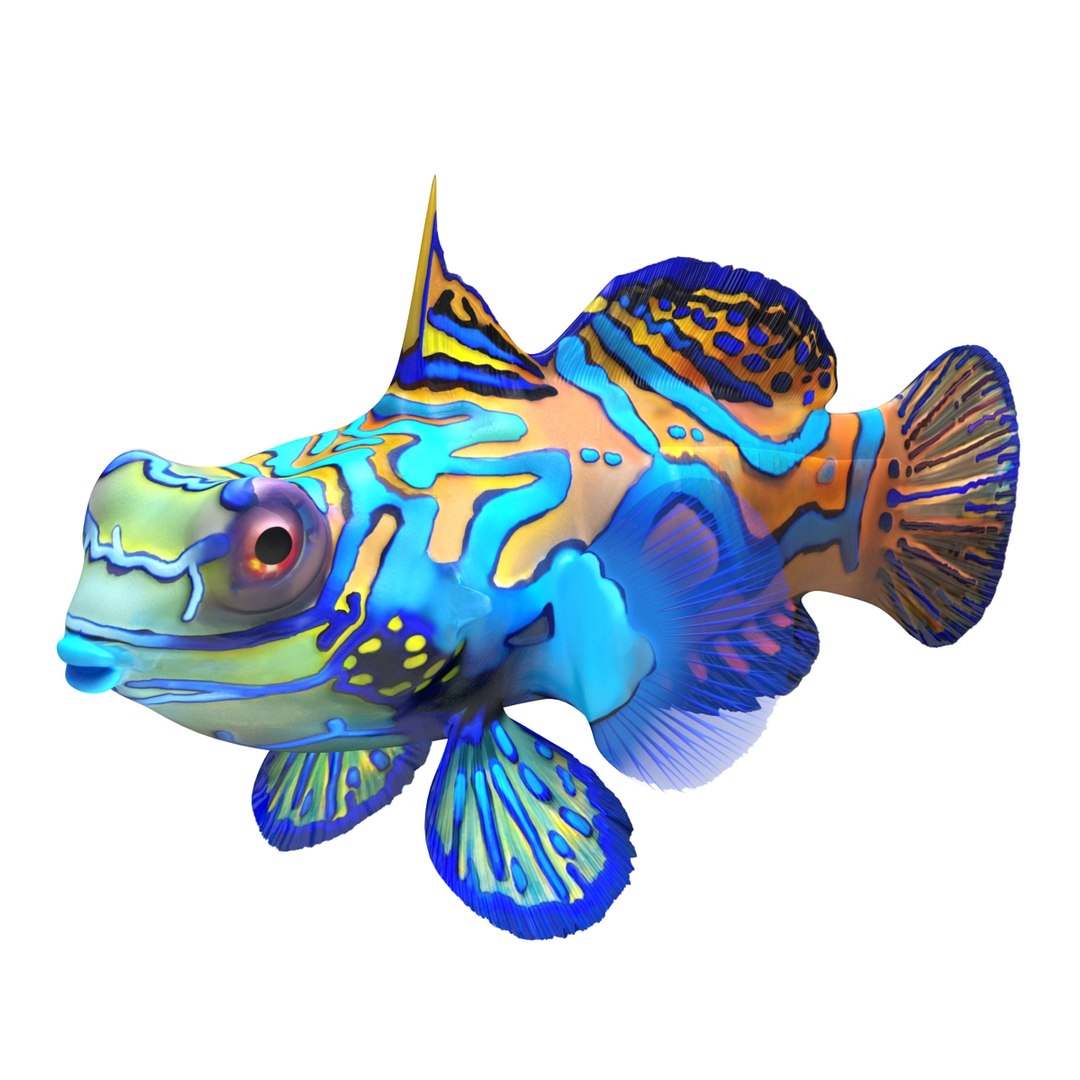 mandarinfish colors 3d max https://p.turbosquid.com/ts-thumb/W5/4IJOCF/PH2s8mF1/mandarinfish3dmodel02/jpg/1470055447/1920x1080/fit_q87/0b3b431f9e8f9b4d086bdc74acc928559db34202/mandarinfish3dmodel02.jpg