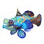 Mandarinfish