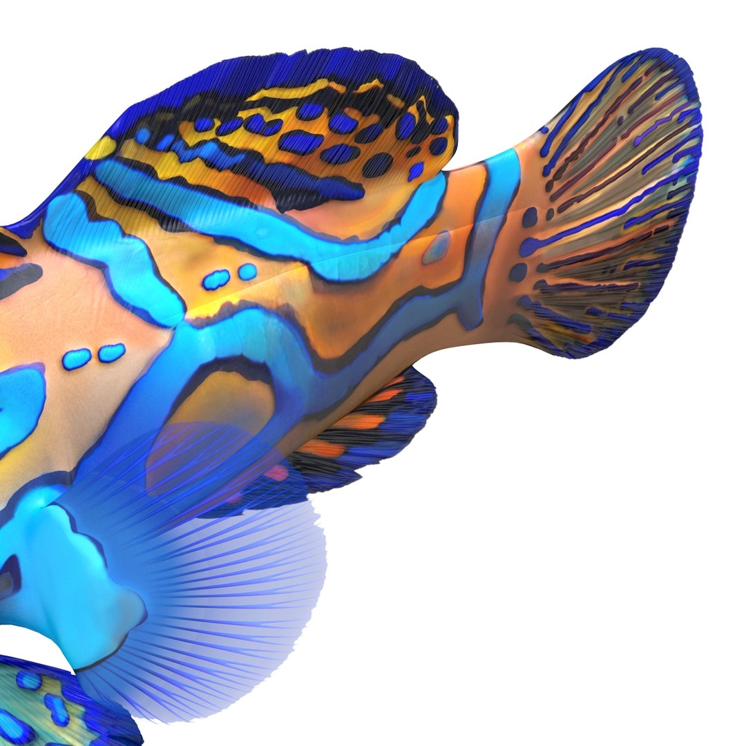 mandarinfish colors 3d max https://p.turbosquid.com/ts-thumb/W5/4IJOCF/UGvWaa0l/mandarinfish3dmodel24/jpg/1470055448/1920x1080/fit_q87/136b16813cd7350364cf7f6966237a9701267bf0/mandarinfish3dmodel24.jpg