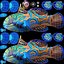 Mandarinfish