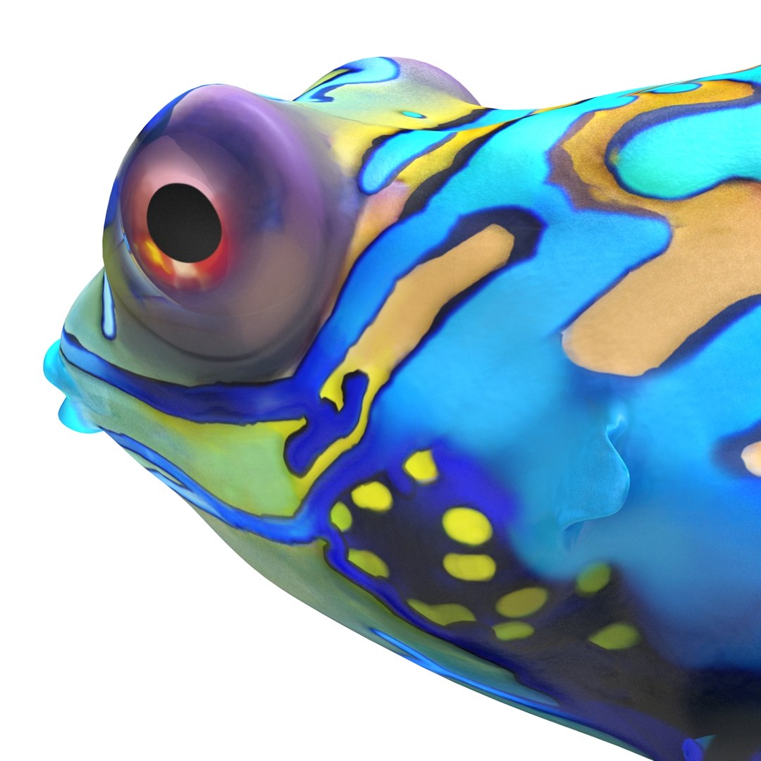 mandarinfish colors 3d max https://p.turbosquid.com/ts-thumb/W5/4IJOCF/bu6UTOCK/mandarinfish3dmodel30/jpg/1470055449/1920x1080/fit_q87/38fcd47c511a4c4389a16244961b6bc44150d360/mandarinfish3dmodel30.jpg