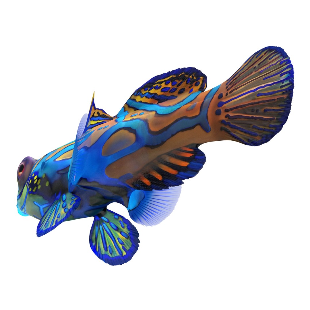 mandarinfish colors 3d max https://p.turbosquid.com/ts-thumb/W5/4IJOCF/i60UyshV/mandarinfish3dmodel15/jpg/1470055448/1920x1080/fit_q87/3dd303a32f194d86d027fd040a1e6774d69a4f27/mandarinfish3dmodel15.jpg