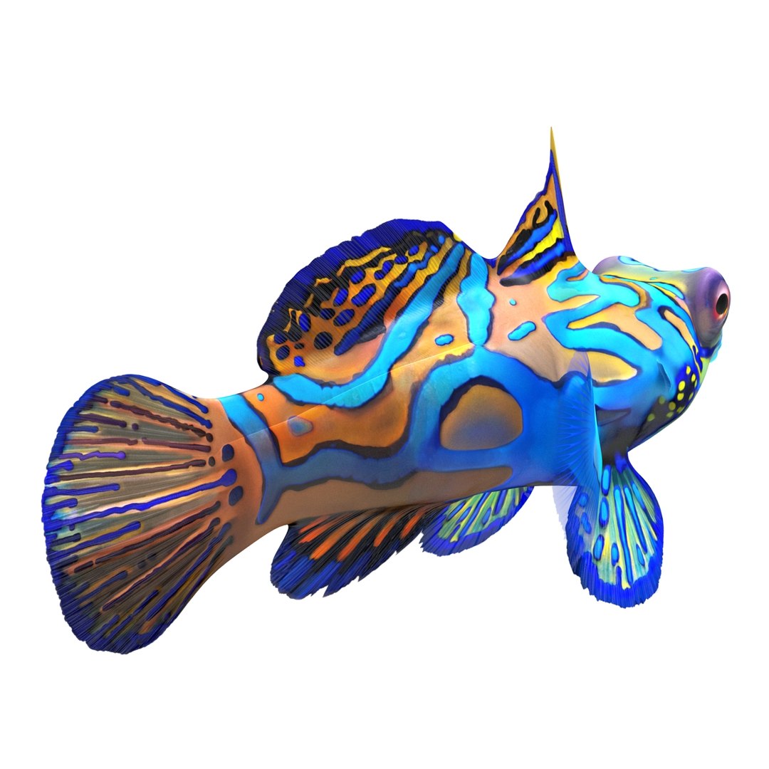 mandarinfish colors 3d max https://p.turbosquid.com/ts-thumb/W5/4IJOCF/k6FFF0pY/mandarinfish3dmodel04/jpg/1470055447/1920x1080/fit_q87/809db7f6168469a63767c0ebbde54439ade79277/mandarinfish3dmodel04.jpg
