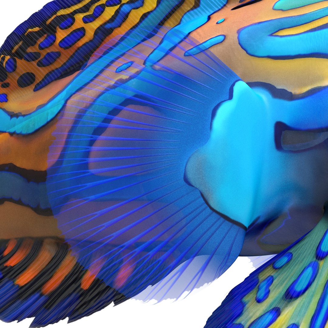 mandarinfish colors 3d max https://p.turbosquid.com/ts-thumb/W5/4IJOCF/oyptSKUl/mandarinfish3dmodel28/jpg/1470055449/1920x1080/fit_q87/c20d0a70082f5d8b2488fe04021aacbe3d6f1c1f/mandarinfish3dmodel28.jpg