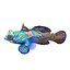 Mandarinfish