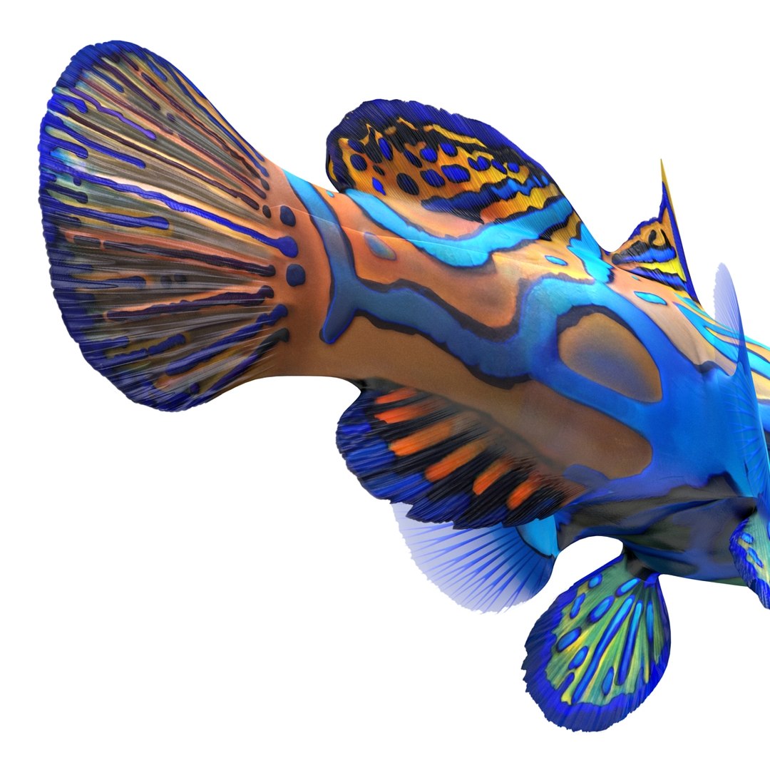 mandarinfish colors 3d max https://p.turbosquid.com/ts-thumb/W5/4IJOCF/ub23GZZe/mandarinfish3dmodel26/jpg/1470055449/1920x1080/fit_q87/6159b409eea01eff85c38dae03b40c260df24403/mandarinfish3dmodel26.jpg