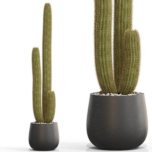 Plants collection 691